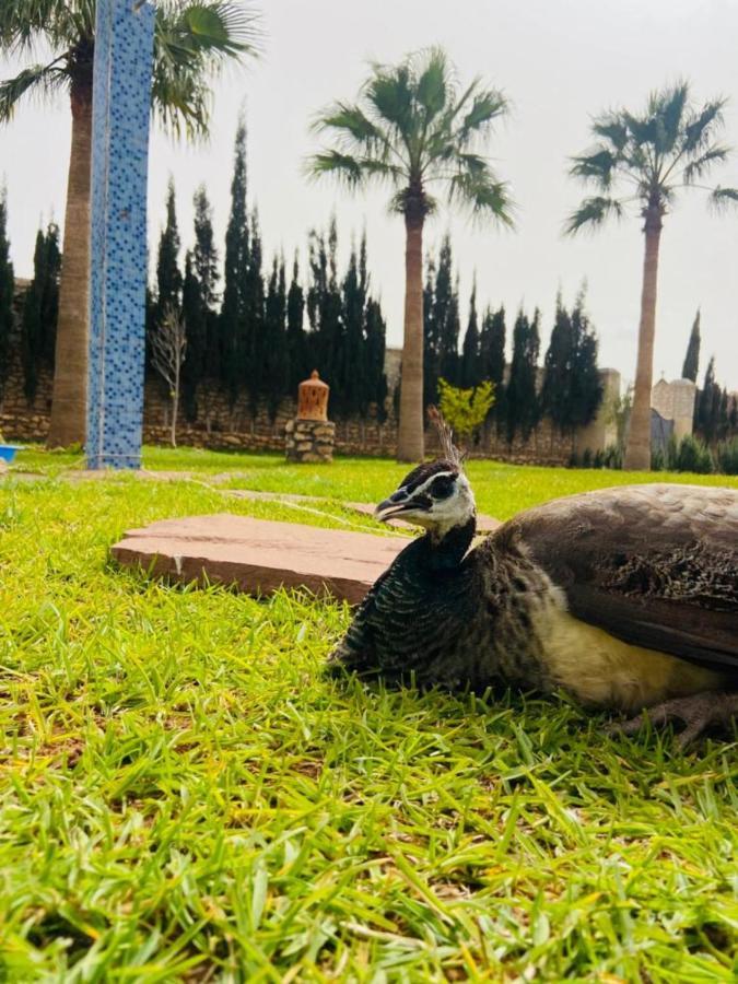 Dar Ayman Essaouira Hotel Kültér fotó
